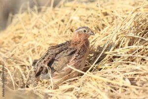Quail Species and How To Pick The Right Bird For You 2 1000 F 179519588 G2nIOk0PbPz7v0ruTJQCJW6AVBfB0xO7