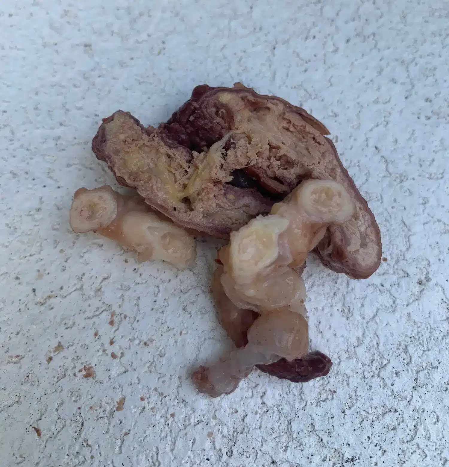 10DFA275 D79D 476F 9287 DBD81909552B e1734486640432