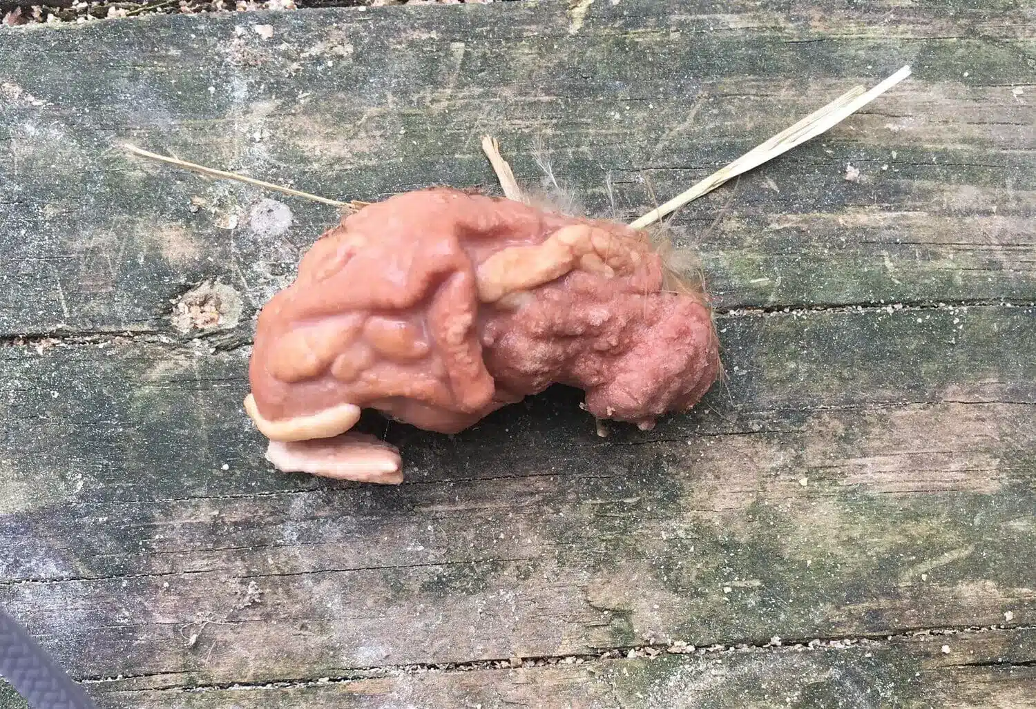 26C90DB6 1CD1 41E5 BB0F 8DD844BFD3BA e1734486565187