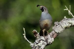 Quail Species and How To Pick The Right Bird For You