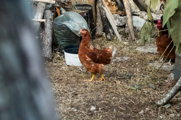 Creating Designing the Perfect Chicken Habitat