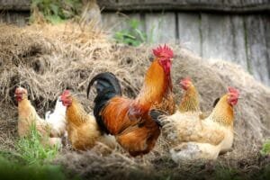 Understanding Sex-Linked Chickens for Beginners