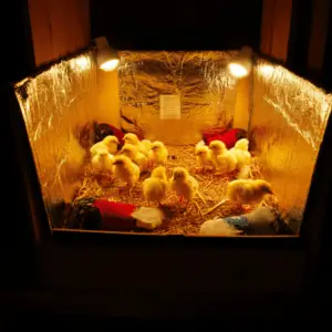 How to Raise Chickens Without a Heat Lamp