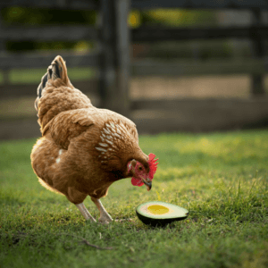 Can Chickens Eat Avocado?