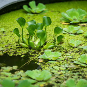 Do Floating Plants Really Absorb More Ammonia and Nitrate?