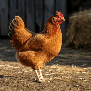Lohmann Brown: A Guide to This Popular Chicken Breed