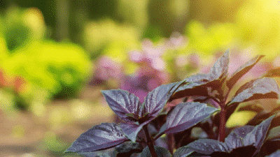Purple Sweet Basil