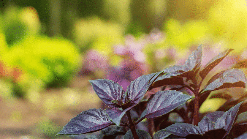 Purple Sweet Basil